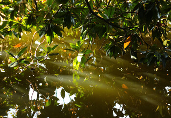 Branches of a tree hang on the lake, the sun reflects on the water and on the leaves creating effects of reflection and fascinating shapes