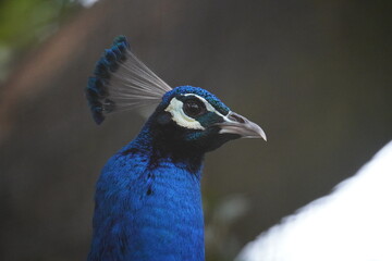 Close up of Peacock Head