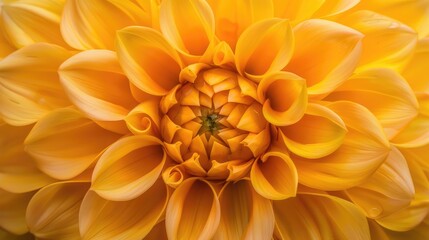 Fototapeta premium Closeup Yellow Dahlia Flower Macro