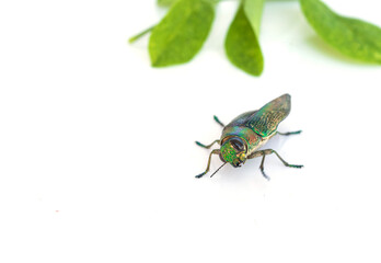 Buprestis Beetle stares isolated on white background