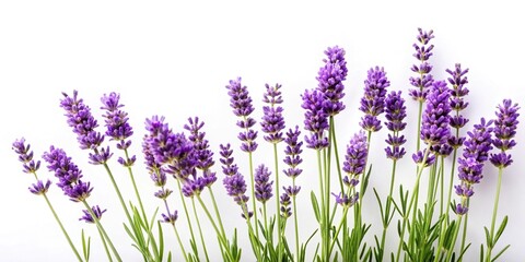 Naklejka premium Isolated lavender plant on white background
