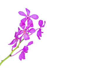 Blooming twig of purple orchid isolated on white background.