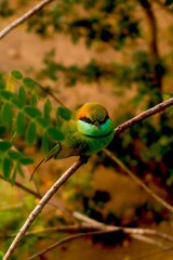 beautiful colourful small bird in the jungle of Sri Lanka