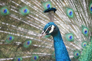 Obraz premium Close up of Peacock Head