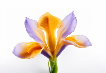 Fototapeta premium Single iris flower isolated on white background. perfume flower oils, perfume essential flowers, perfume essential oils