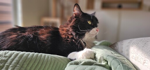 Tuxedo Cat © Roxana