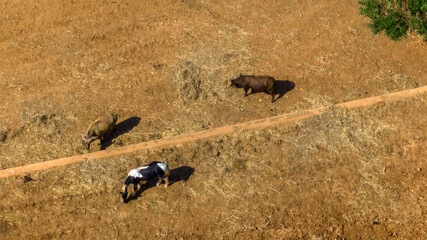 Aerial view of two buffaloes grazing in the prairie along with a horse.