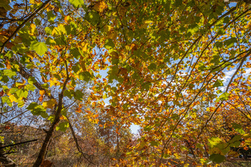 Autumn in Milham park, Kalamazoo, Michigan 