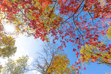 Autumn in Milham park, Kalamazoo, Michigan 
