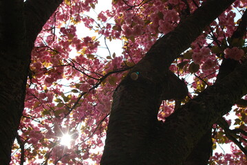 The top of pink blossom tree looking from below