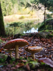 Mushrooms, the wonders of nature