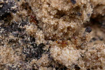 Macro photo of worker ants in sand and soil close up