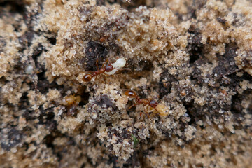 Macro photo of worker ants in sand and soil close up