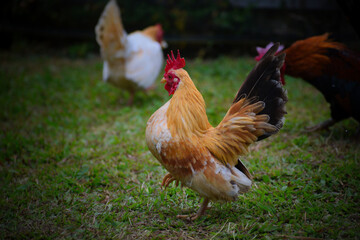 female Dwarf chicken, kate chicken, bantam chicken, small chicken, 
 is a chicken that is small or stunted in growth. 