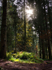 Fototapeta premium Short hike to Lake of Lispach, in the Vosges (France)