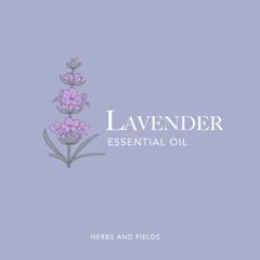 Lavender flower vector logo. Floral design label