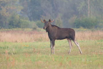 Łoś w środowisku naturalnym © Rafał Okraj