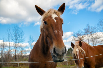 Fototapeta premium Close-Up of Two Brown Horses in a Rural Setting