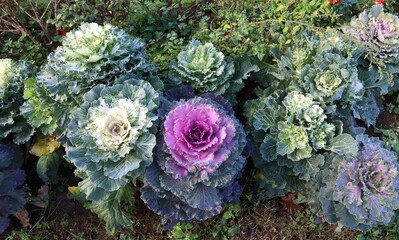 Ornamental cabbage, or flowering kale, in a garden on autumn. Colors are pink,yellow, white and...