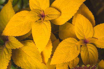 【カラフル】秋に色とりどりのコリウス