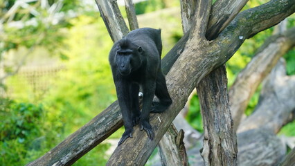 Fototapeta premium Celebes Crested Macaque Perched on a Tree Branch