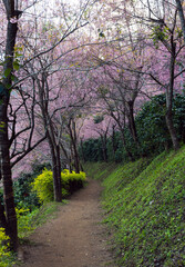 Fototapeta premium Cherry blossom trees are blooming in the forest, Forest garden, Support environmental conservation tourism