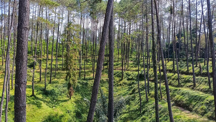 A forest with many trees and a few bushes