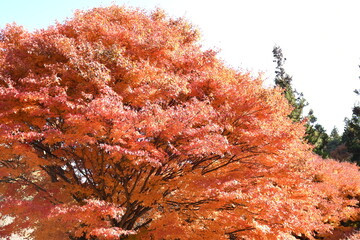 長野　紅葉　美しい紅葉