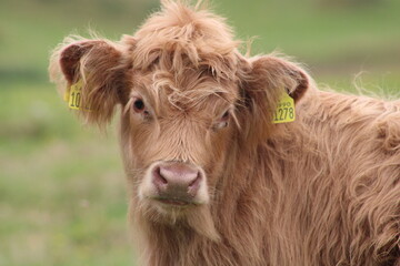 Highland cow closeup