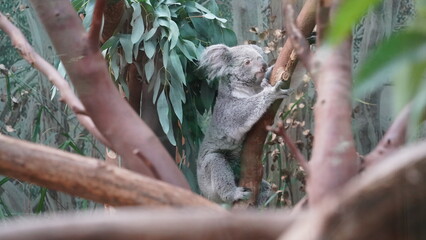 Koala Climbing High: A Treebound Adventure