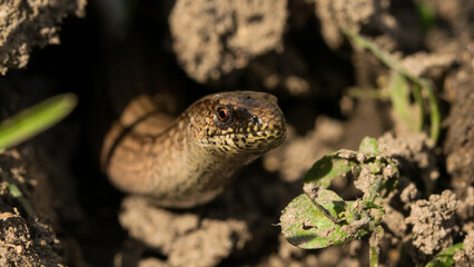 A stunning close-up view of the common slowworm showcases its smooth, glistening skin and delicate features.