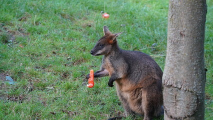 Wallaby in Action: Grazing and Leaping