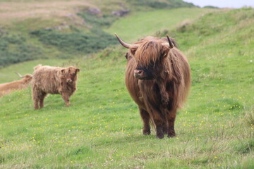 Fototapeta premium Female highland cow