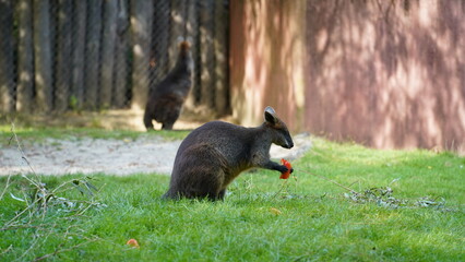Wallaby in Action: Grazing and Leaping
