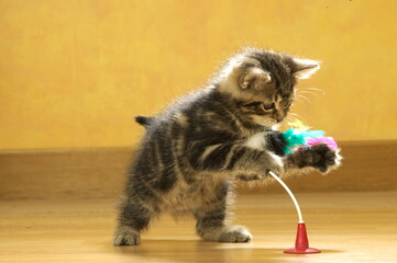 Chaton de gouttière