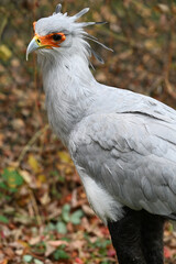 Secretary bird animals bird