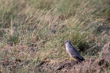 Montagu harrier male or Circus pygargus ground perched in green grass or meadow during winter season migration at tal chhapar sanctuary churu rajasthan india asia