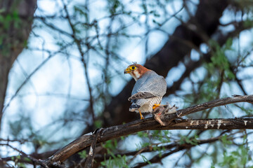 Red necked falcon or Falco chicquera bird of prey closeup in action perched on branch of a tree after hunt with crested lark bird kill in claws at tal chhapar blackbuck sanctuary rajasthan india asia