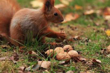 Squirrel with a nut in its paws, a pile of nuts in the foreground. Wildlife. Squirrel among autumn leaves, a small rodent. Squirrel sits in an autumn setting and holds a nut