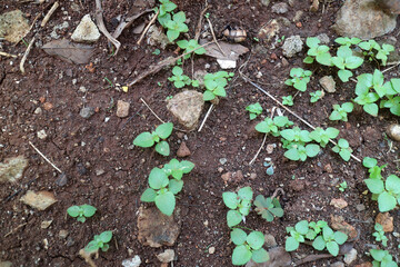 Several shoots of plants with fresh green leaves on dark brown soil