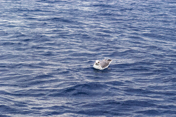 A seagull in a sea wavy water. Sea view from the sailing boat in Aeolian archipelago. The Tyrrhenian Sea in Italy