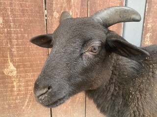 goat outdoors, close-up. Photo of a goat.