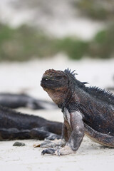 Close-up of a marine iguana on the beach of the Galapagos Islands, highlighting its texture and natural habitat