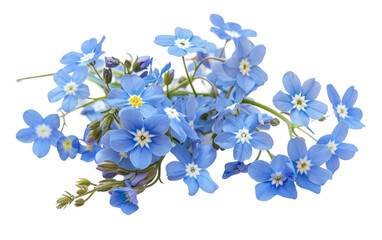 Heavenly Hues: Forget-Me-Nots with Azure Petals on white bakground