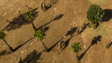 Aerial view of a group of giraffes in the savannah in Africa.