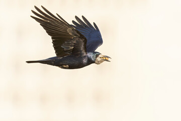 An adult rook (Corvus frugilegus) in flight with nuts in its beak.