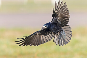 An adult rook (Corvus frugilegus) in flight landing in a meadow.