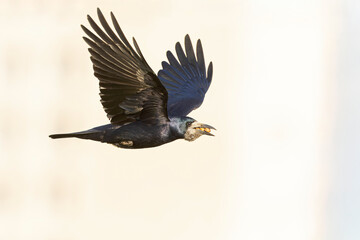 An adult rook (Corvus frugilegus) in flight with nuts in its beak.