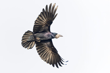 Naklejka premium A rook (Corvus frugilegus) in flight.