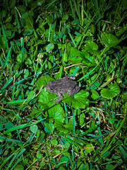 frog in grass